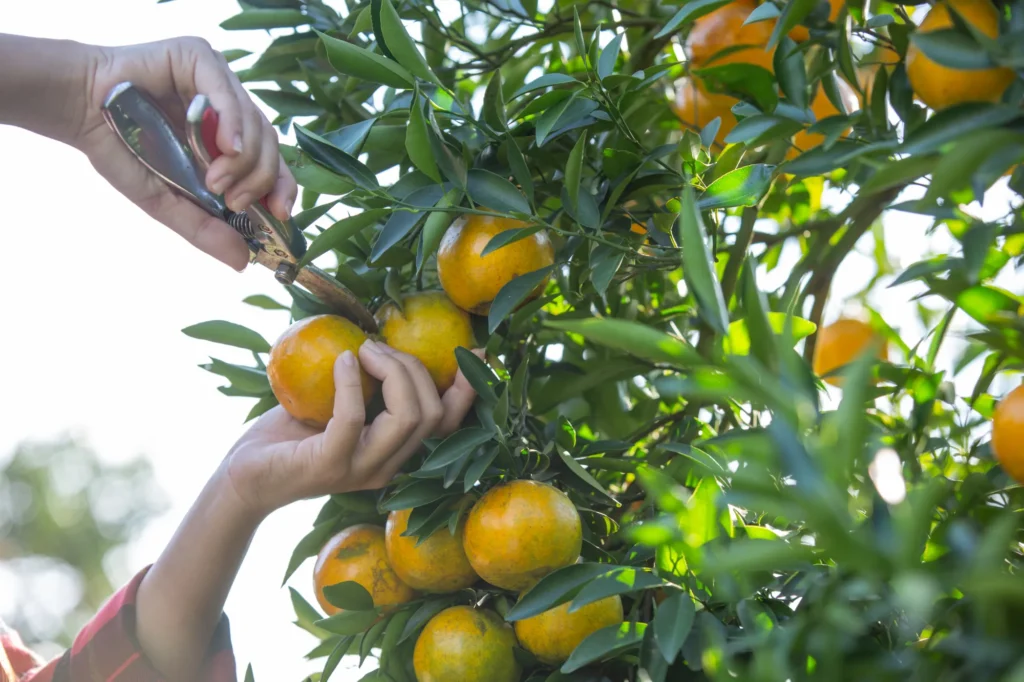 Frutificação de Citros 